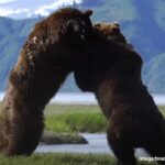 自然界の脅威の格闘。2頭のオスグマが繁殖期の支配権を巡って壮絶な戦いを繰り広げる瞬間