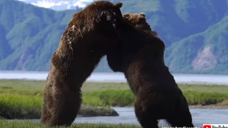 自然界の脅威の格闘。2頭のオスグマが繁殖期の支配権を巡って壮絶な戦いを繰り広げる瞬間