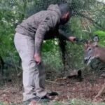 頼むからちょっと大人しくしてくれ！「野生動物ウーバー」のロッコさん、網に絡まって大暴れする鹿に悪戦苦闘