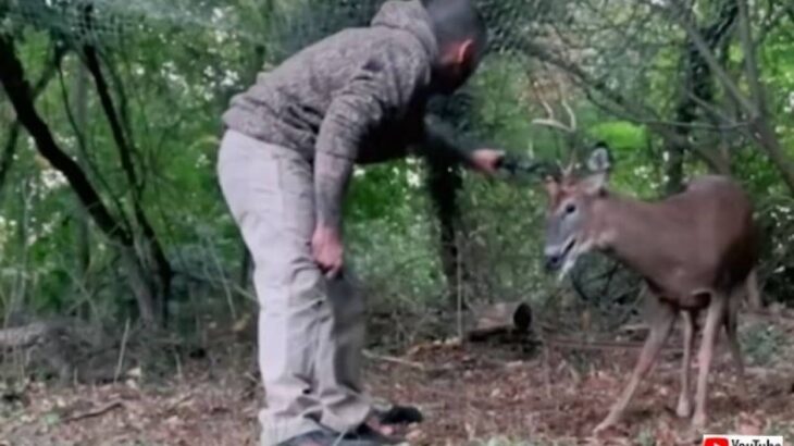 頼むからちょっと大人しくしてくれ！「野生動物ウーバー」のロッコさん、網に絡まって大暴れする鹿に悪戦苦闘