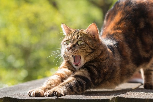 ワイ「おっ猫やん、ついてったろｗ」野良猫「あらアナタ私のこと好きわね？」