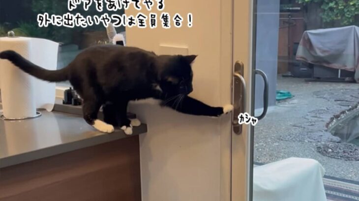 ほらおまえら、開けてやったぞ。犬たちのために窓を開ける猫