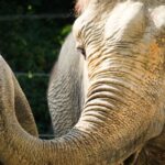 【朗報】動物園のゾウ「やば人間めっちゃおるやん。テンション上がるわｗｗｗｗｗ」→