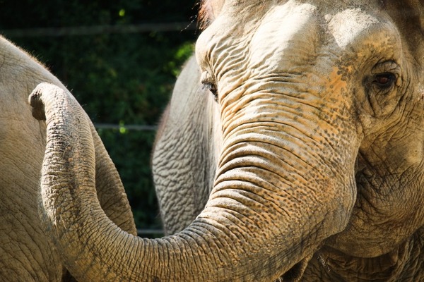 【朗報】動物園のゾウ「やば人間めっちゃおるやん。テンション上がるわｗｗｗｗｗ」→