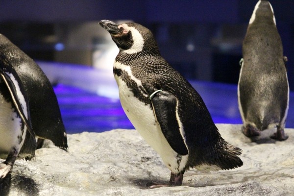 【画像】6000万年前のペンギンさん、完全に鳥界の覇者