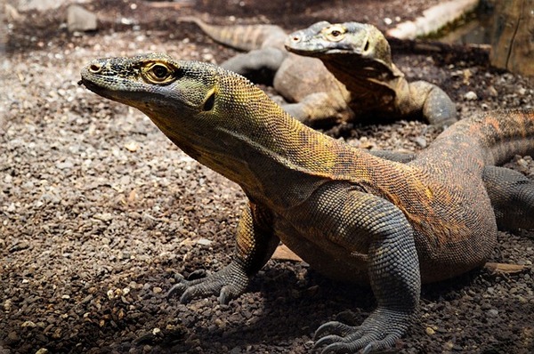 【閲覧注意】コモドドラゴンが捕食する様子、エグすぎるｗｗｗｗｗ（動画あり）