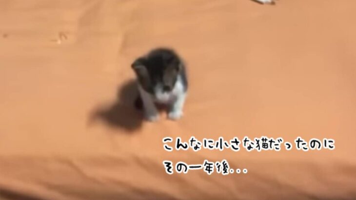 手のひらサイズの子猫が一年後に大変身！別猫レベルの変貌を遂げる