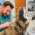 獣医さんが猫の急所をピンポイントでくすぐったところ、盛大なリアクションを見せる（要音声）