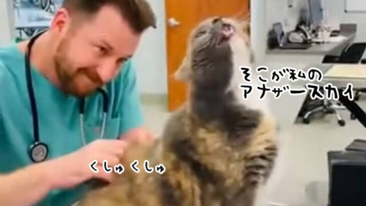 獣医さんが猫の急所をピンポイントでくすぐったところ、盛大なリアクションを見せる（要音声）