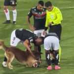 ボール遊びか？任せろ！サッカーの試合中に犬が乱入、ボールにじゃれつき会場に笑顔を誘う