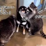 アライグマに熱愛発覚！犬がかわいすぎてこねくりまわす