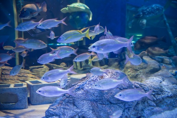 彡(ﾟ)(ﾟ)「おっ！水族館に目玉焼きが浮いてるやんけ！！撮ったろｗｗｗ」 ﾊﾟｼｬ!!