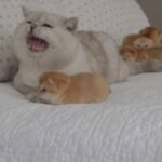 パパ猫アポロ「ボクは忙しいニャ！やることがいっぱいあるニャ～！」と、子守を頼まれてテンパってしまう