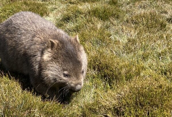 【画像】オーストラリアの動物園「台風の影響で2ヶ月閉鎖します」ウォンバット「鬱だ死のう…」