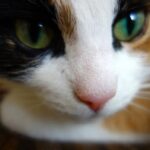 糖尿病の飼い主の異変をいち早く察知し、同居人に知らせて命を救った猫