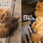 こんなはずじゃ…トリミングに行ったら弱そうなライオンになって帰ってきた2匹の猫