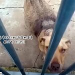 人間に助けを求めた出産間近の捨て犬が動物病院にたどり着き、無事12匹の子犬を出産