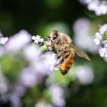 【閲覧注意】ミツバチさん、悪魔みたいな生き物だった。。。