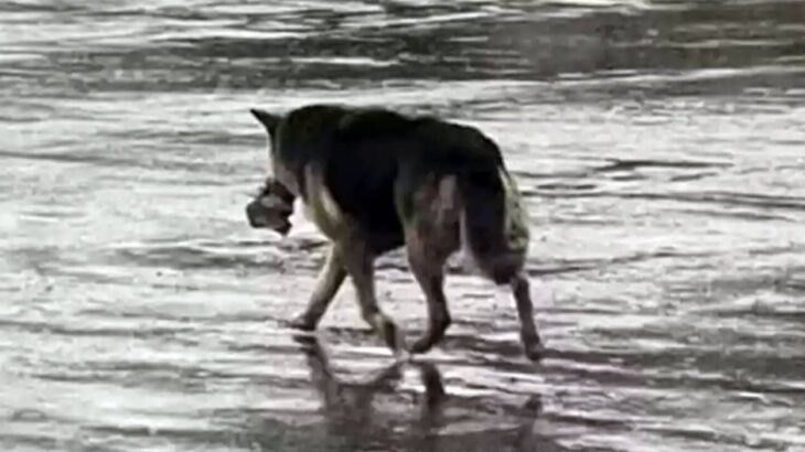 飼い主に先立たれ、悲しみに暮れる犬。ボロボロのぬいぐるみをくわえながら町をさまよう