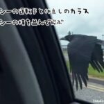 タクシーの運転手と仲良しのカラス。車と並んで飛び、落ち込んだ乗客を慰める