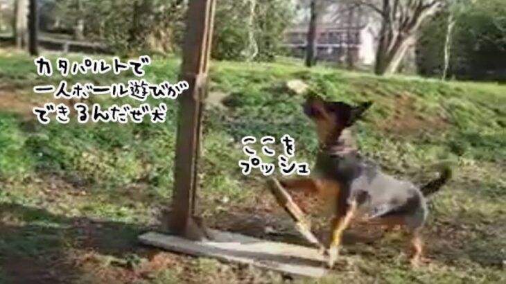 カタパルトを操作し、ひとりボール遊びを楽しむ賢い犬