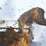 ハチに囲まれても余裕っす。ハチの幼虫を主食とする珍しい猛禽類「ハチクマ」にズームイン