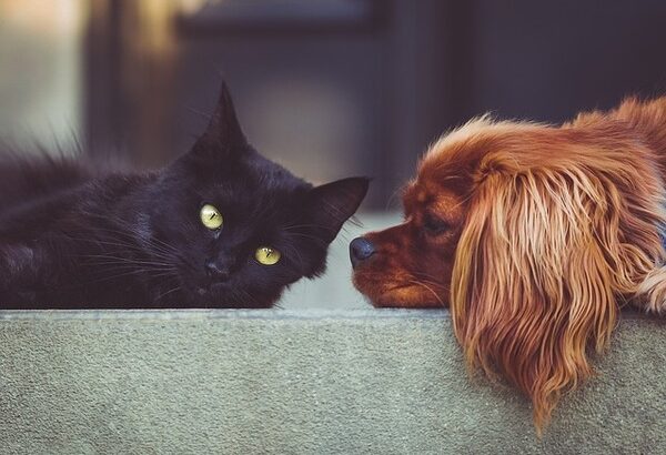 【悲報】犬と猫の共通祖先、全然可愛くない…