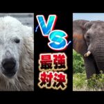 バカ「最強の動物はゾウ！」ワイ「いや熊やぞ！」→