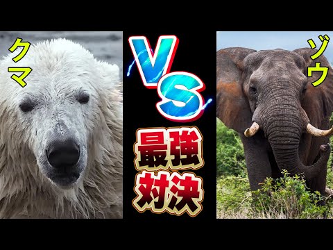 バカ「最強の動物はゾウ！」ワイ「いや熊やぞ！」→