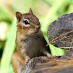 【嘘でしょ？】野生のリスさん「喉乾いたなぁ…せや！！！」→