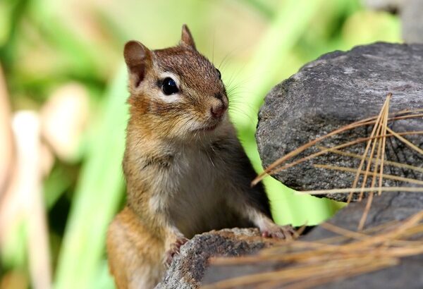 【嘘でしょ？】野生のリスさん「喉乾いたなぁ…せや！！！」→