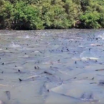 茨城県つくば市の川、巨大魚で埋め尽くされる（動画あり）