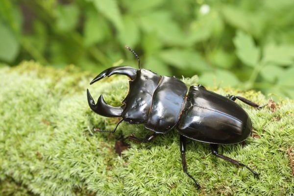 【画像】オオクワガタとかいうカッコ良すぎる生き物見て！！