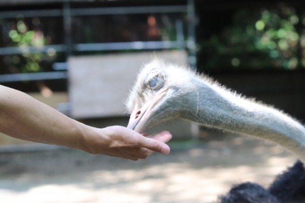 【悲報】ダチョウ、人間に敗北してしまうｗｗｗｗ