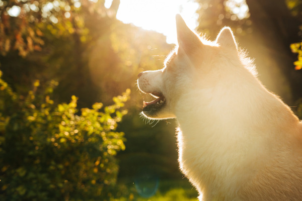 画像ありペットショップで売れ残り犬5円