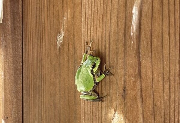 カエル「ヘビさんがおるな…せやっ！」結果→