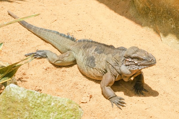 【閲覧注意】コモドドラゴンさん、コモドドラゴンを捕食。。