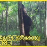 【画像】令和最強のヒグマ『OSO18』新たな鮮明写真が公開される！