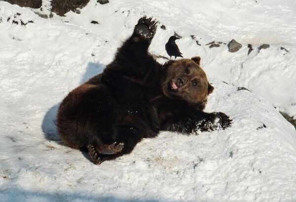 【閲覧注意】｢ヒグマが崖を上ってくる！！…せや！石投げたろ！！！｣→結果ｗｗｗｗｗ(動画あり)