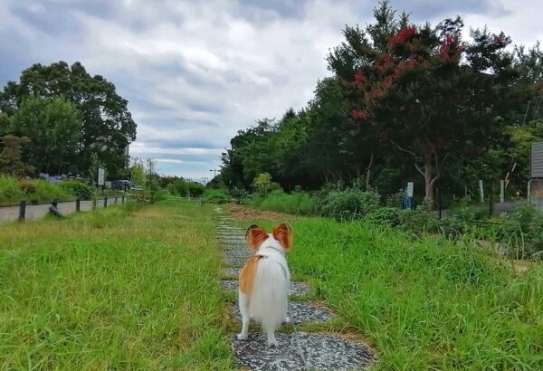 実家のイッヌ(15歳　目見えない＆耳聞こえない)、ワイが近寄ると尻尾を振った結果・・・