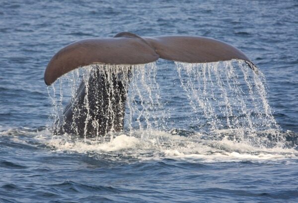 【閲覧注意】クジラの口、思ってたのと違うｗｗｗｗｗｗ（画像あり）