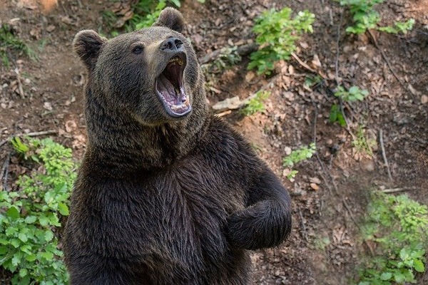 三毛別ヒグマ事件、生き残った子供のその後の人生が劇的過ぎる…