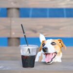 【愕然】彼女の家の犬にコーヒー上げたら別れることになった・・・・その理由・・・・