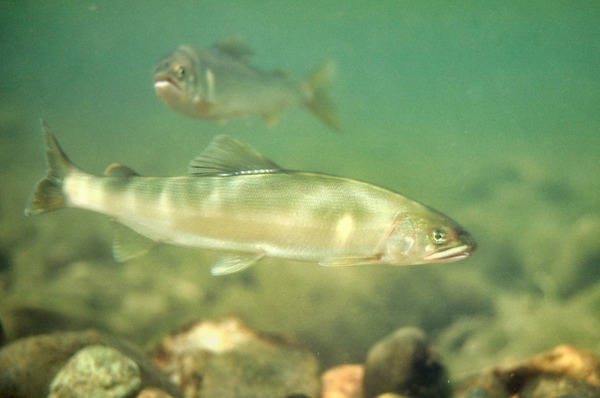 【画像】アユ釣りで死者が絶えない理由が一発で分かる画像がこちらｗｗｗｗｗｗｗｗｗ